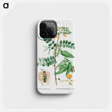 Bladder-senna (Colutea arborescens) - ピエール ジョゼフ ルドゥーテ Phone Case.