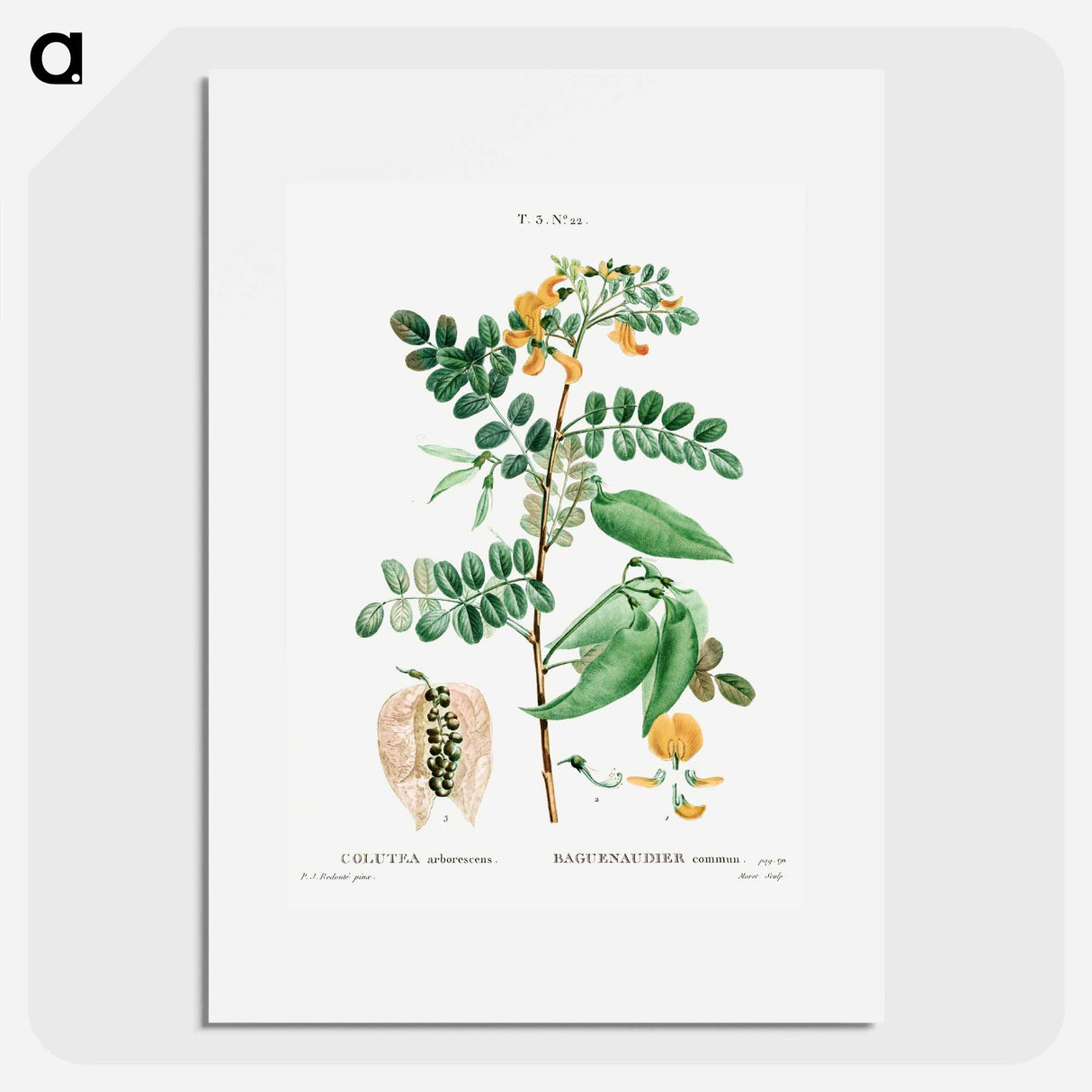 Bladder-senna (Colutea arborescens) - Pierre-Joseph Redouté Poster.