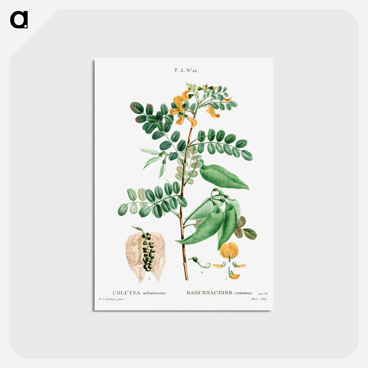 アートポストカード-Bladder-senna (Colutea arborescens) - ピエール ジョゼフ ルドゥーテ Postcard.
