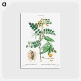 アートポストカード-Bladder-senna (Colutea arborescens) - ピエール ジョゼフ ルドゥーテ Postcard.