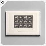 アートパネル-Naked Horseman
 - エドワード マイブリッジ Canvas.