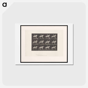 アートポストカード-Naked Horseman
 - エドワード マイブリッジ Postcard.