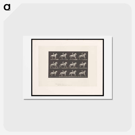 アートポストカード-Naked Horseman
 - エドワード マイブリッジ Postcard.