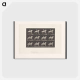 アートポストカード-Naked Horseman
 - エドワード マイブリッジ Postcard.