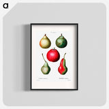Pear (Pyrus communis) - Pierre Joseph Redouté Poster.