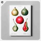 アートパネル-Pear (Pyrus communis) - ピエール ジョゼフ ルドゥーテ Canvas.