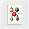 アートポストカード-Pear (Pyrus communis) - ピエール ジョゼフ ルドゥーテ Postcard.