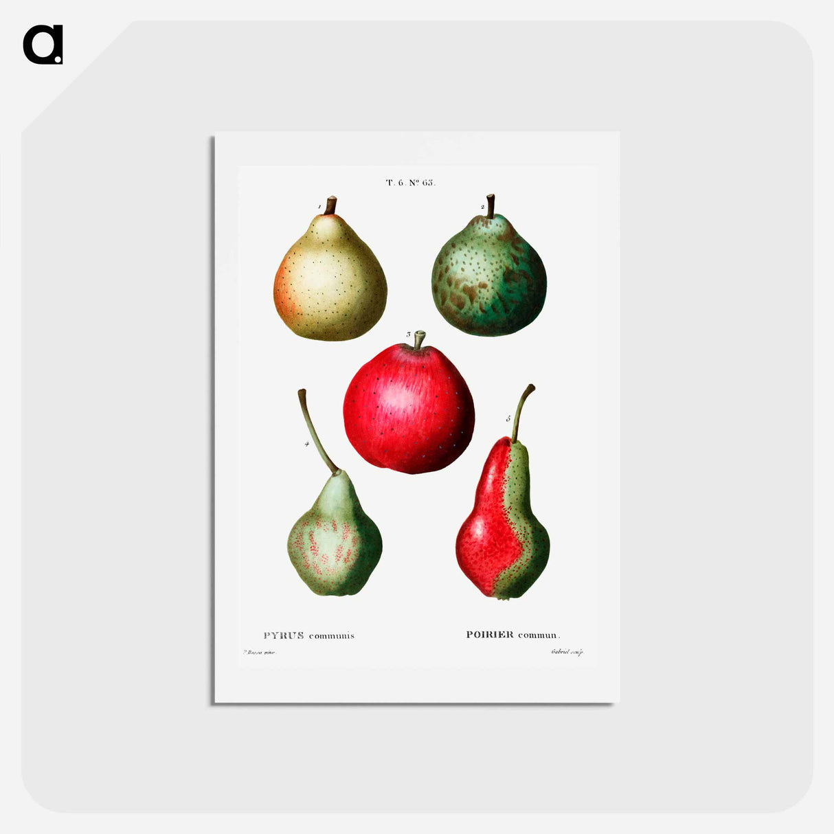 アートポストカード-Pear (Pyrus communis) - ピエール ジョゼフ ルドゥーテ Postcard.
