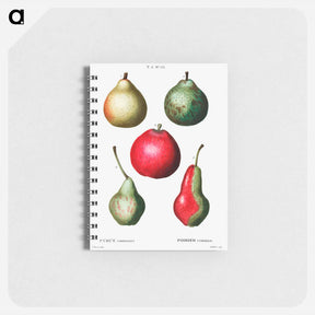 アートメモ帳-Pear (Pyrus communis) - ピエール ジョゼフ ルドゥーテ Memo.