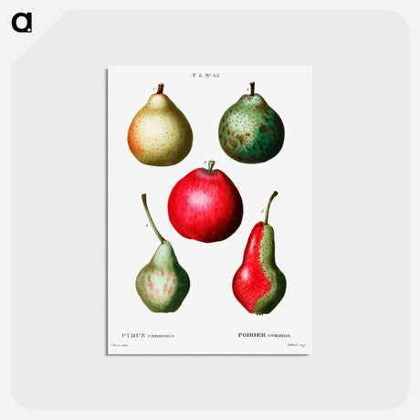 アートポストカード-Pear (Pyrus communis) - ピエール ジョゼフ ルドゥーテ Postcard.