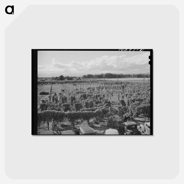 アートポストカード-Hop Field
 - ラッセル リー Postcard.