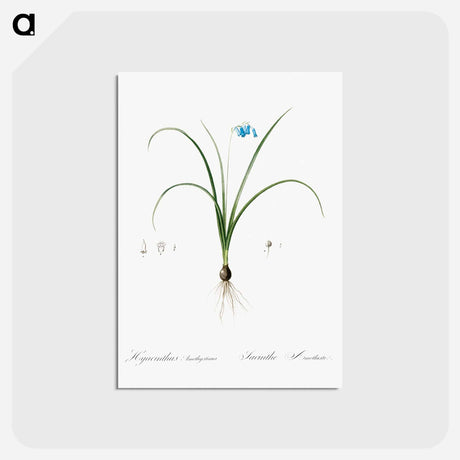 アートポストカード-Brimeura - ピエール ジョゼフ ルドゥーテ Postcard.