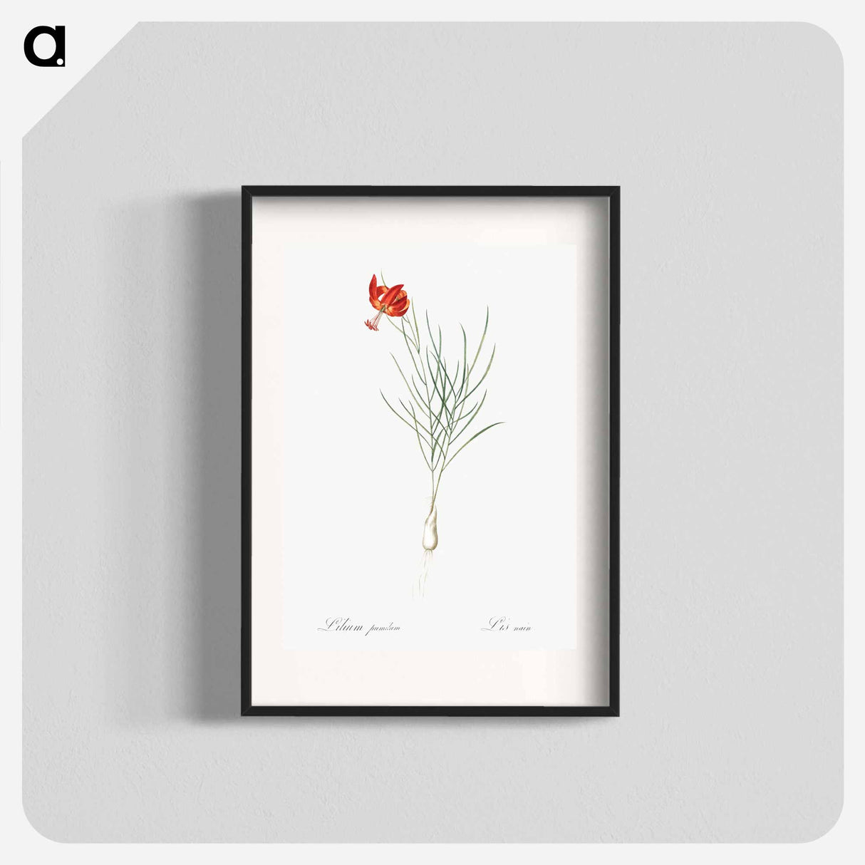 Coral lily illustration - Pierre Joseph Redouté Poster.