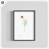 Coral lily illustration - Pierre Joseph Redouté Poster.