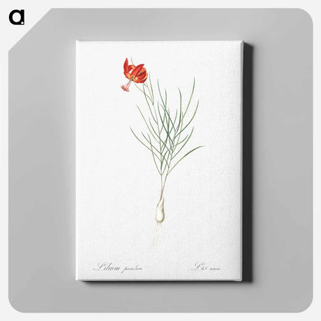 アートパネル-Coral lily illustration - ピエール ジョゼフ ルドゥーテ Canvas.