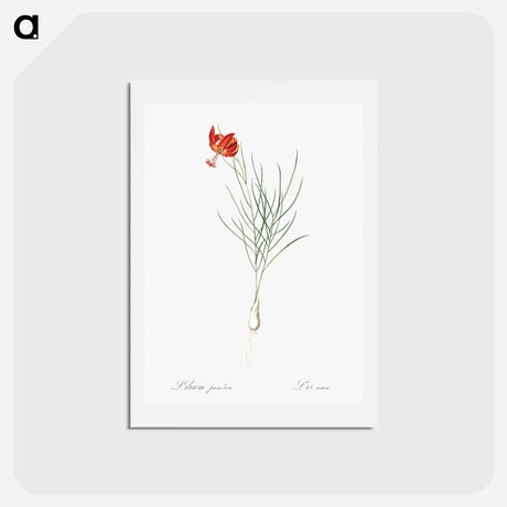 アートポストカード-Coral lily illustration - ピエール ジョゼフ ルドゥーテ Postcard.