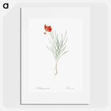 Coral lily illustration - Pierre Joseph Redouté Poster.