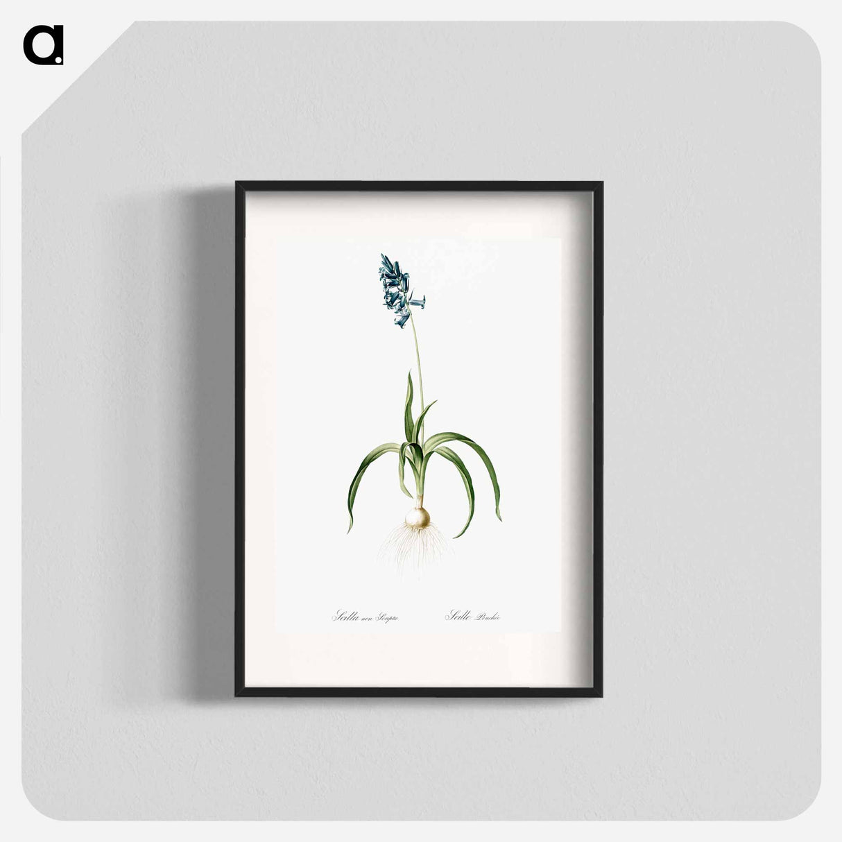 Veltheimia abyssinica illustration from Les liliacées - Pierre-Joseph Redouté Poster.
