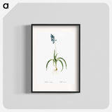 Veltheimia abyssinica illustration from Les liliacées - Pierre-Joseph Redouté Poster.