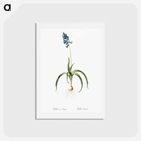 アートポストカード-Veltheimia abyssinica illustration from Les liliacées - ピエール ジョゼフ ルドゥーテ Postcard.