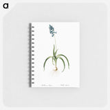 Veltheimia abyssinica illustration from Les liliacées - ピエール ジョゼフ ルドゥーテ Memo.