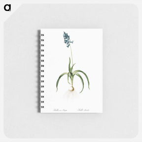 アートメモ帳-Veltheimia abyssinica illustration from Les liliacées - ピエール ジョゼフ ルドゥーテ Memo.