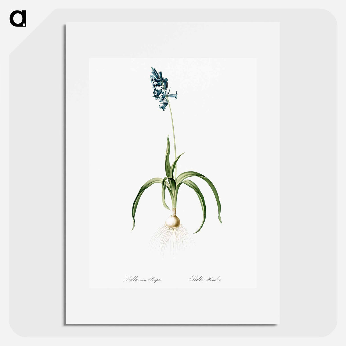 Veltheimia abyssinica illustration from Les liliacées - Pierre-Joseph Redouté Poster.