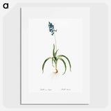 Veltheimia abyssinica illustration from Les liliacées - Pierre-Joseph Redouté Poster.