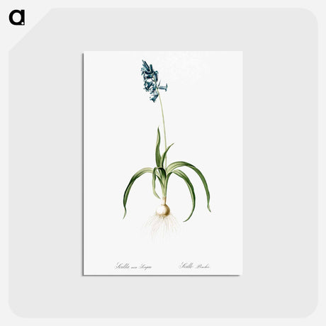 アートポストカード-Veltheimia abyssinica illustration from Les liliacées - ピエール ジョゼフ ルドゥーテ Postcard.