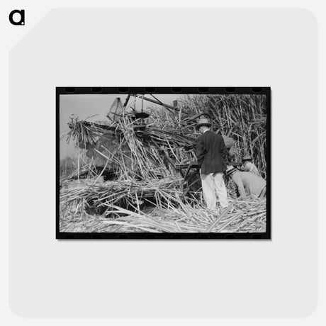 アートポストカード-Wurtele Sugarcane Harvester Construction
 - ラッセル リー Postcard.