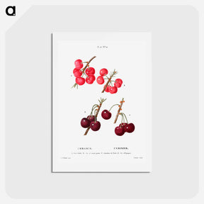 アートポストカード-Cherry (Cerasus) - ピエール ジョゼフ ルドゥーテ Postcard.