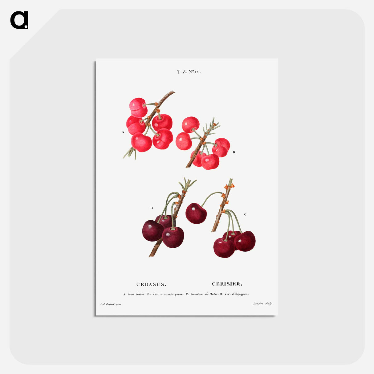 アートポストカード-Cherry (Cerasus) - ピエール ジョゼフ ルドゥーテ Postcard.
