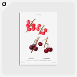 アートポストカード-Cherry (Cerasus) - ピエール ジョゼフ ルドゥーテ Postcard.