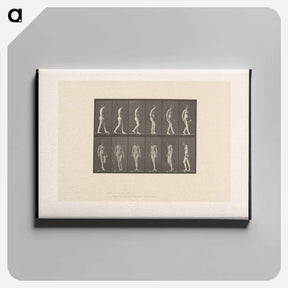 アートパネル-Naked Woman Walking
 - エドワード マイブリッジ Canvas.