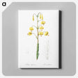 アートパネル-Lilium pyrenaicum illustration - ピエール ジョゼフ ルドゥーテ Canvas.