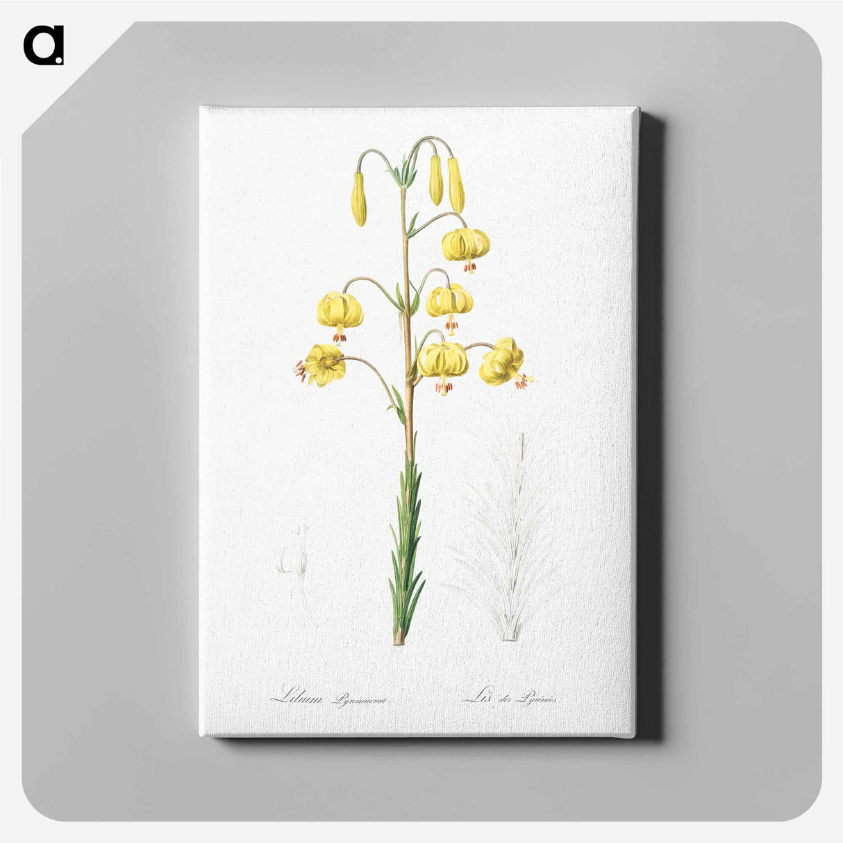 アートパネル-Lilium pyrenaicum illustration - ピエール ジョゼフ ルドゥーテ Canvas.