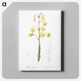 アートパネル-Lilium pyrenaicum illustration - ピエール ジョゼフ ルドゥーテ Canvas.