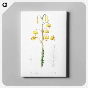 アートパネル-Lilium pyrenaicum illustration - ピエール ジョゼフ ルドゥーテ Canvas.