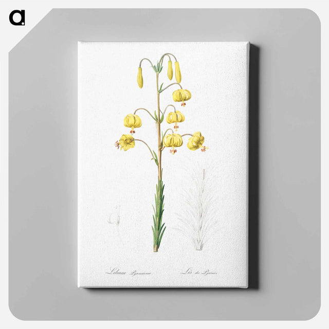 アートパネル-Lilium pyrenaicum illustration - ピエール ジョゼフ ルドゥーテ Canvas.