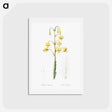 アートポストカード-Lilium pyrenaicum illustration - ピエール ジョゼフ ルドゥーテ Postcard.