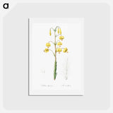 アートポストカード-Lilium pyrenaicum illustration - ピエール ジョゼフ ルドゥーテ Postcard.