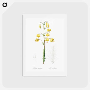 アートポストカード-Lilium pyrenaicum illustration - ピエール ジョゼフ ルドゥーテ Postcard.