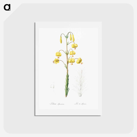アートポストカード-Lilium pyrenaicum illustration - ピエール ジョゼフ ルドゥーテ Postcard.