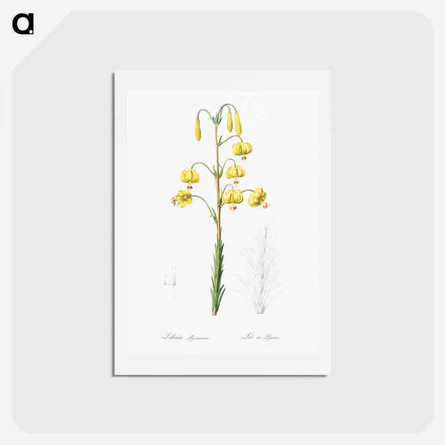 アートポストカード-Lilium pyrenaicum illustration - ピエール ジョゼフ ルドゥーテ Postcard.