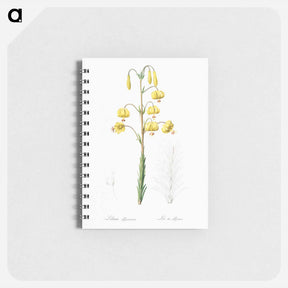 アートメモ帳-Lilium pyrenaicum illustration - ピエール ジョゼフ ルドゥーテ Memo.