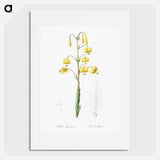 Lilium pyrenaicum illustration - ピエール ジョゼフ ルドゥーテ Poster.