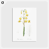 アートポストカード-Lilium pyrenaicum illustration - ピエール ジョゼフ ルドゥーテ Postcard.