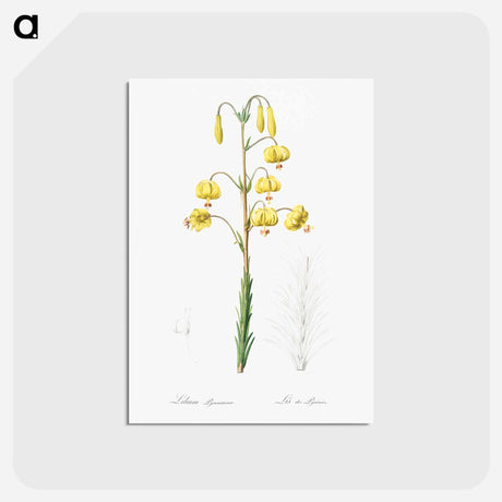 アートポストカード-Lilium pyrenaicum illustration - ピエール ジョゼフ ルドゥーテ Postcard.