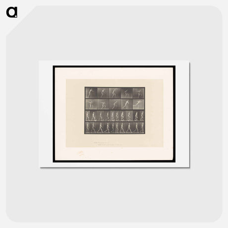 アートポストカード-E. Muybridge: Motion Studies
 - エドワード マイブリッジ Postcard.