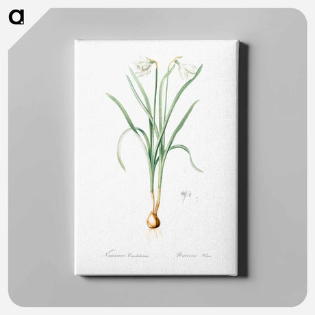 アートパネル-Narcissus candidissimus - ピエール ジョゼフ ルドゥーテ Canvas.